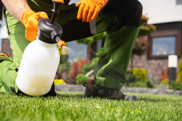 Best Wasp Removal Services  in Cottleville, MO