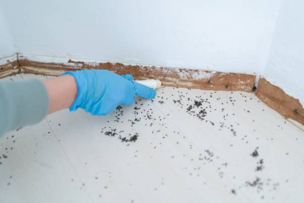 Best Emergency Pest Control  in Cottleville, MO